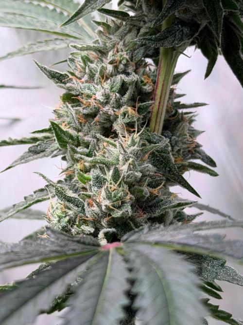 Gremlin‘s Breath. Week 12