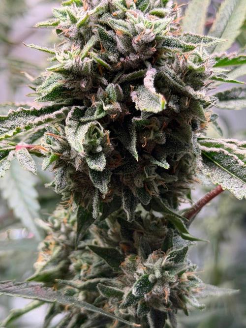 Gremlin‘s Breath. Week 12