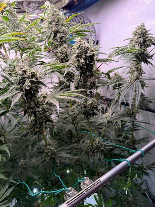 Gremlin‘s Breath. Week 12