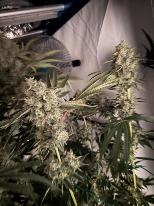 Gremlin‘s Breath. Week 12