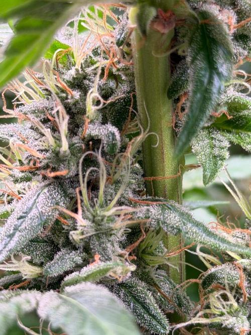 Exodus Cheese. Week 12