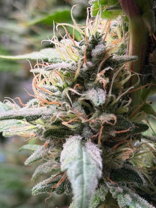 Exodus Cheese. Week 12