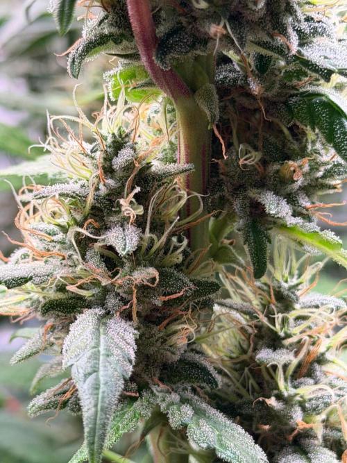 Exodus Cheese. Week 12