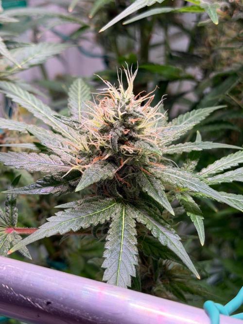Exodus Cheese. Week 12