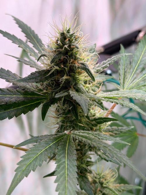 Exodus Cheese. Week 12