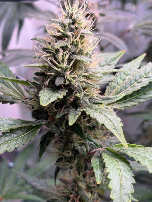 Exodus Cheese. Week 12