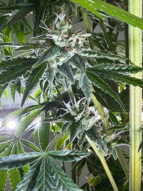 Gremlin‘s Breath. Week 13