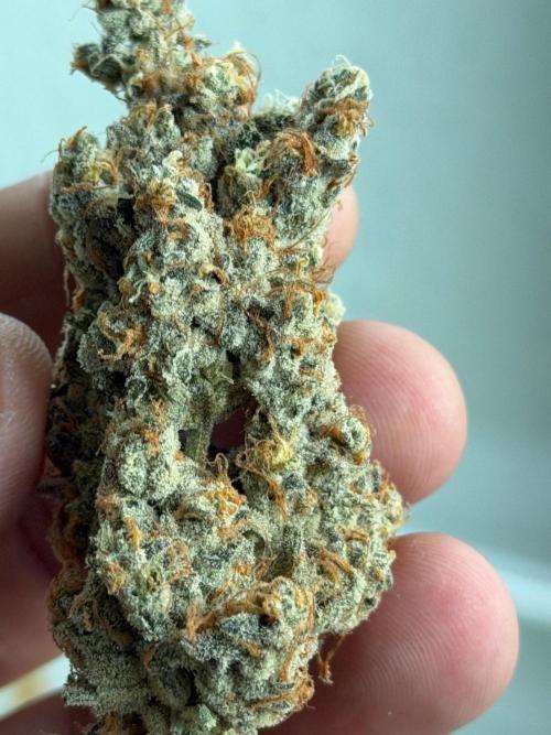 B•45 by Booba. Week 14 - Grabbed a random nug and trimmed a lil Bit 