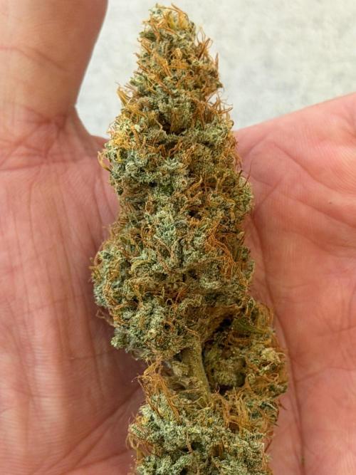 Exodus Cheese. Week 14