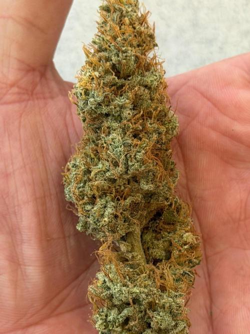 Exodus Cheese. Week 14