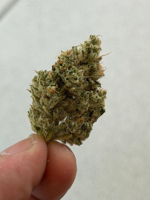 Exodus Cheese. Week 14