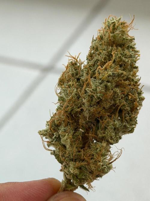 Exodus Cheese. Week 14