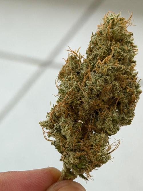 Exodus Cheese. Week 14