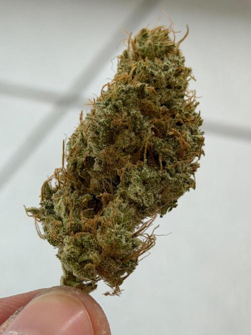 Exodus Cheese. Week 14