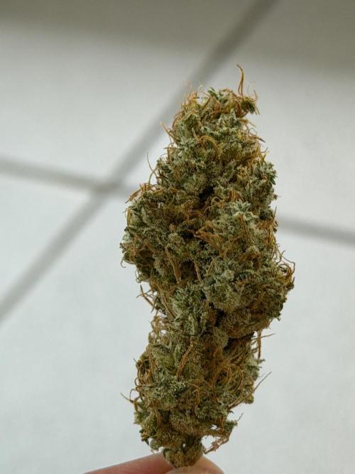 Exodus Cheese. Week 14