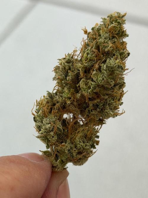 Exodus Cheese. Week 14
