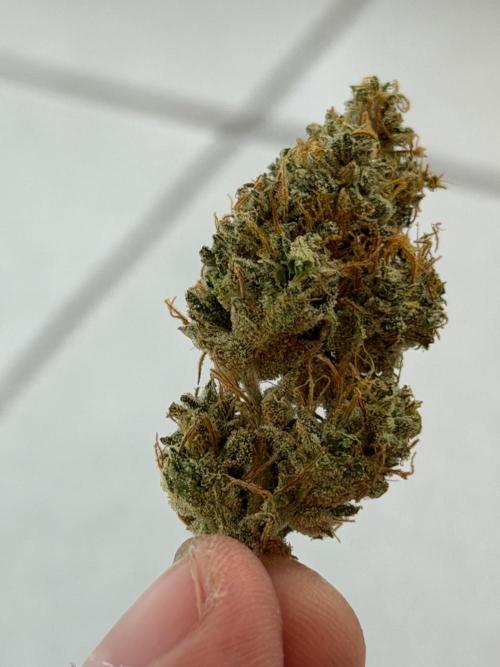 Exodus Cheese. Week 14