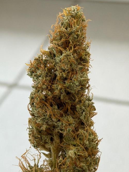 Exodus Cheese. Week 14