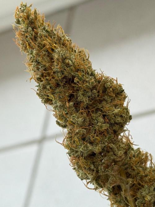 Exodus Cheese. Week 14