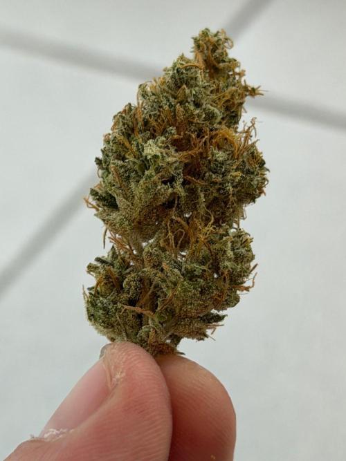 Exodus Cheese. Week 14