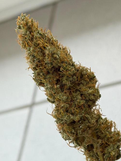 Exodus Cheese. Week 14