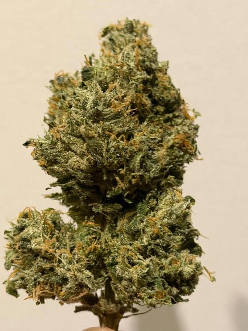 Gremlin‘s Breath. Week 14