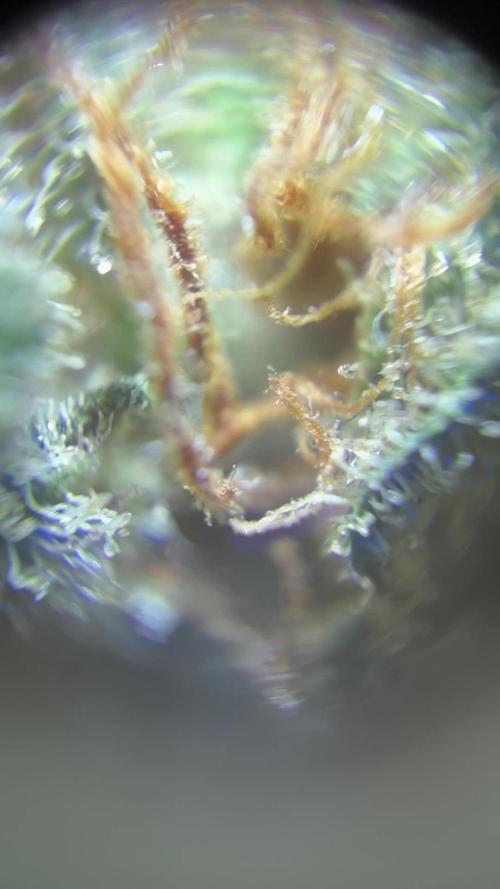 Blue Dream