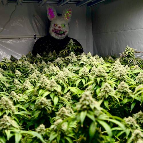 Misty’s Stash SCROG by SofaKingHigh . Week 6