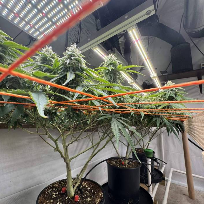 Misty’s Stash SCROG by SofaKingHigh . Week 5