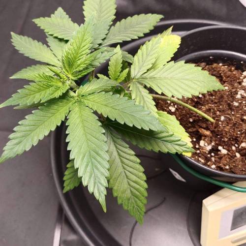 Runtz (first growth!). Week 5