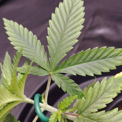 Runtz (first growth!). Week 5