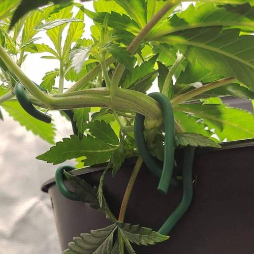 Runtz (first growth!). Week 6