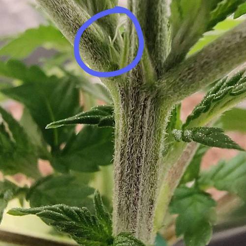 Runtz (first growth!). Week 6