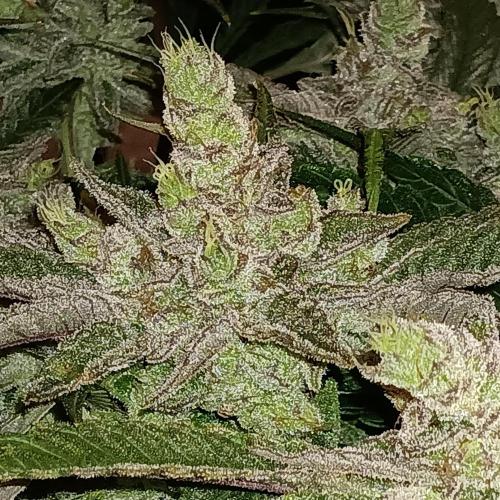 BubbleGum, RainbowSherbert, SkunkBreath. Week 14