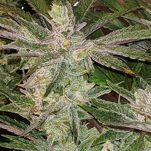 BubbleGum, RainbowSherbert, SkunkBreath. Week 14