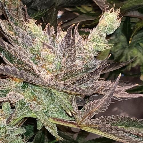 BubbleGum, RainbowSherbert, SkunkBreath. Week 14