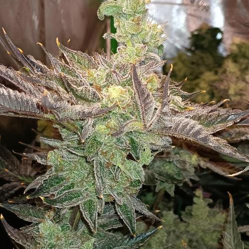 BubbleGum, RainbowSherbert, SkunkBreath. Week 14