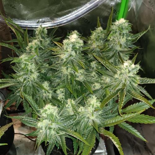 BubbleGum, RainbowSherbert, SkunkBreath. Week 14