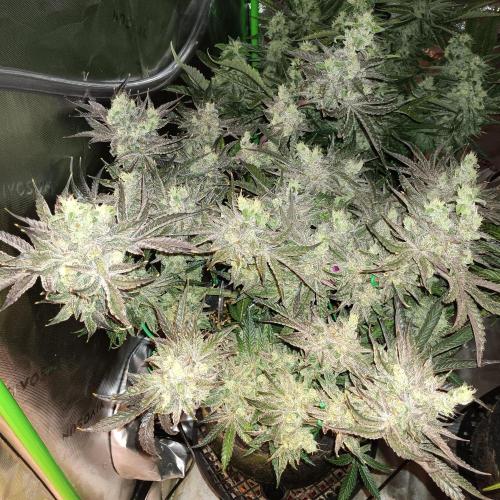 BubbleGum, RainbowSherbert, SkunkBreath. Week 14