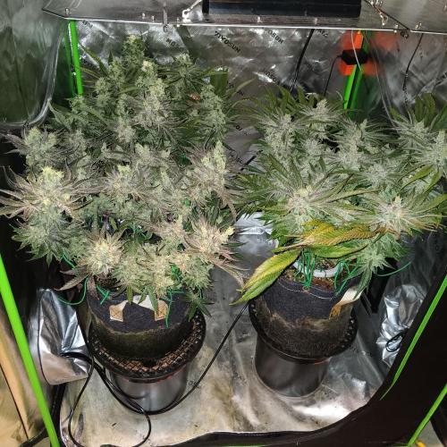 BubbleGum, RainbowSherbert, SkunkBreath. Week 14