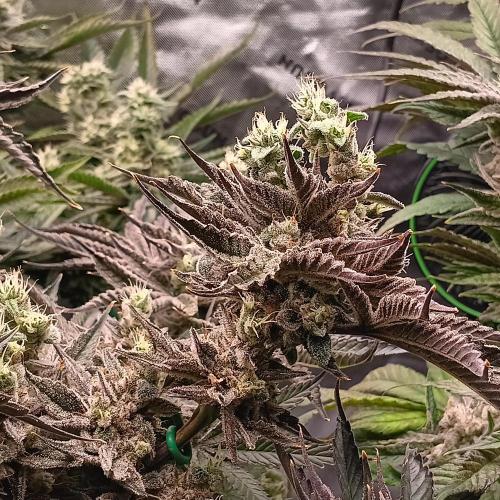 BubbleGum, RainbowSherbert, SkunkBreath. Week 14