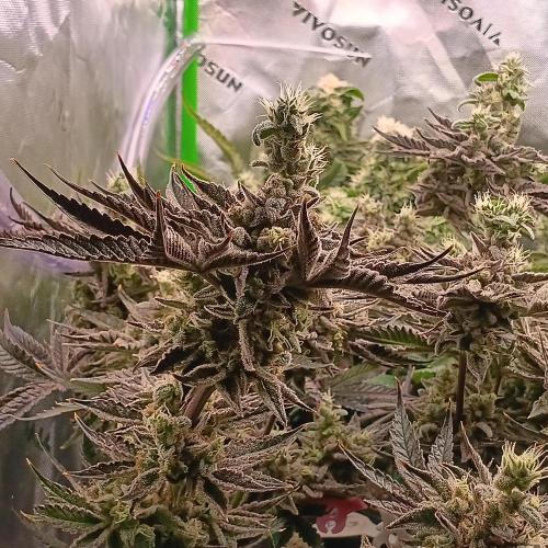 BubbleGum, RainbowSherbert, SkunkBreath. Week 14