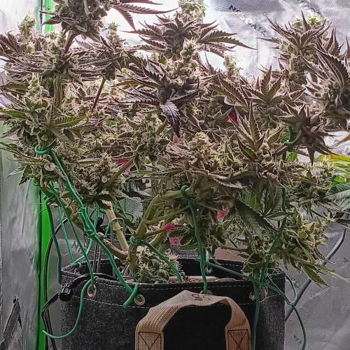 BubbleGum, RainbowSherbert, SkunkBreath. Week 14