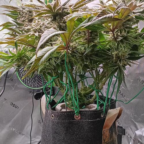 BubbleGum, RainbowSherbert, SkunkBreath. Week 14