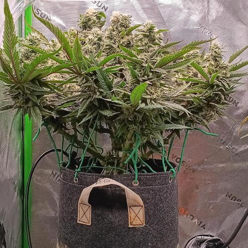 BubbleGum, RainbowSherbert, SkunkBreath. Week 14