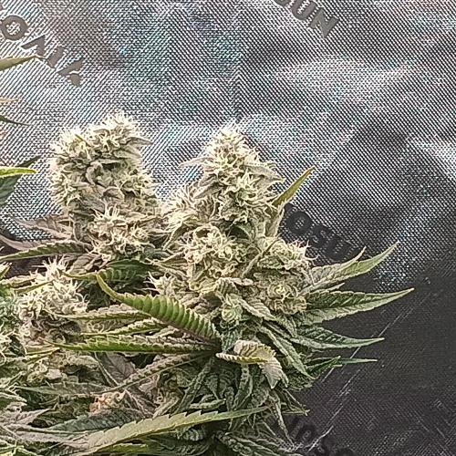 BubbleGum, RainbowSherbert, SkunkBreath. Week 15 - BG