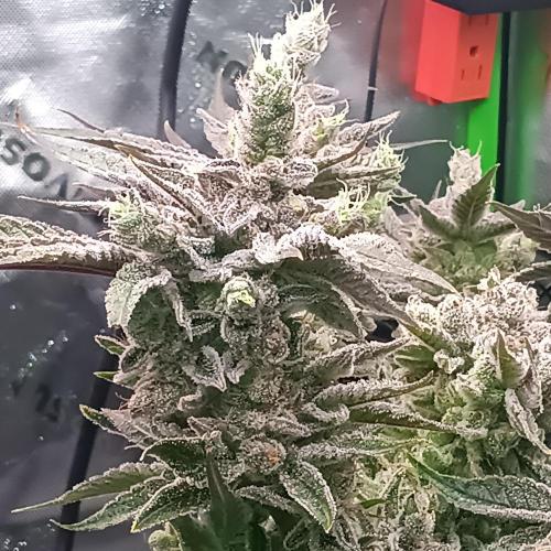 BubbleGum, RainbowSherbert, SkunkBreath. Week 15 - RS