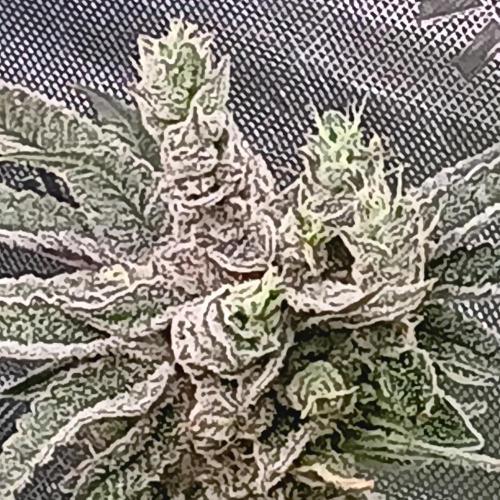 BubbleGum, RainbowSherbert, SkunkBreath. Week 15 - RS