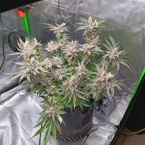 BubbleGum, RainbowSherbert, SkunkBreath. Week 15 - RS