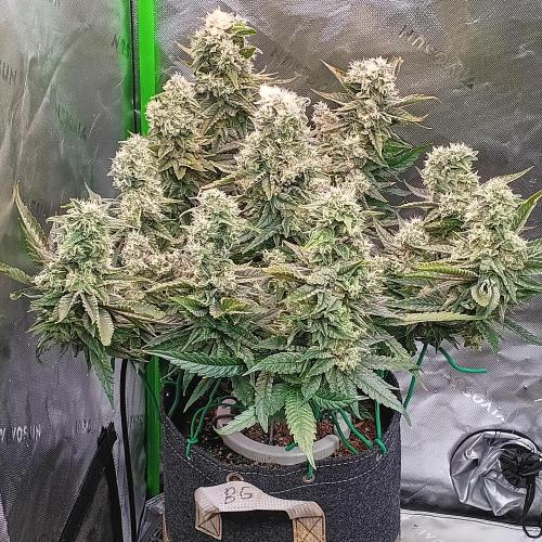 BubbleGum, RainbowSherbert, SkunkBreath. Week 15 - BG